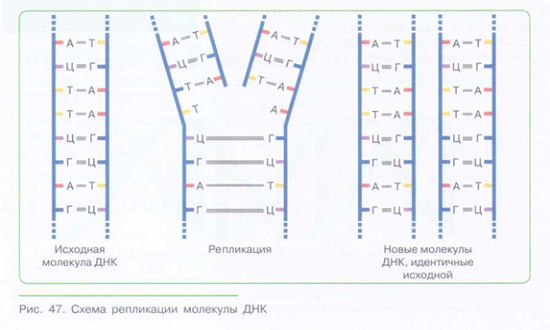 ХИМИЧЕСКИЙ СОСТАВ ОРГАНИЗМА: органические вещества_004